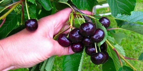 Najbolje sorte trešanja za područje moskve